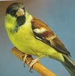 Avatar do Utilizador