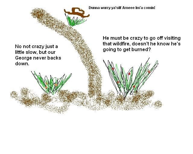 Bush.jpg