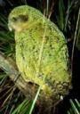 kakapo.jpg