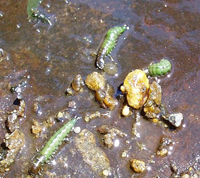 Caddis Larvae Patterns