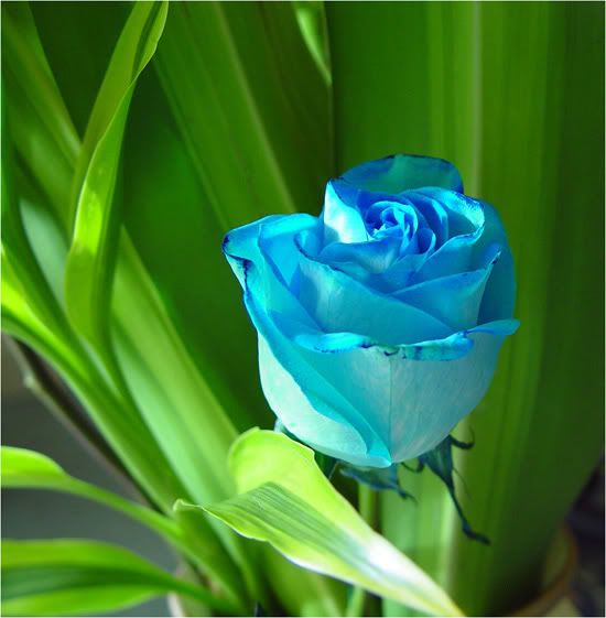 Blue Rose