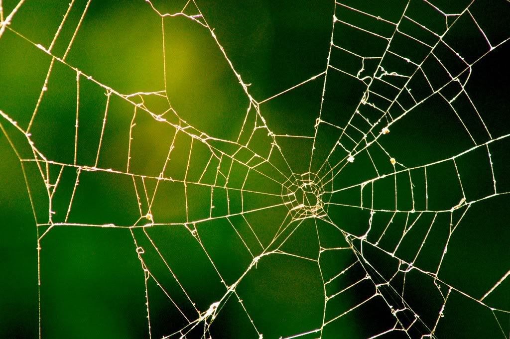Spider Web Pictures, Images and Photos