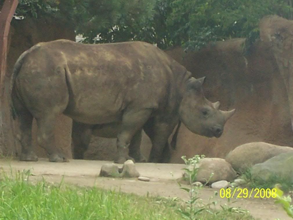 Huge Rhino