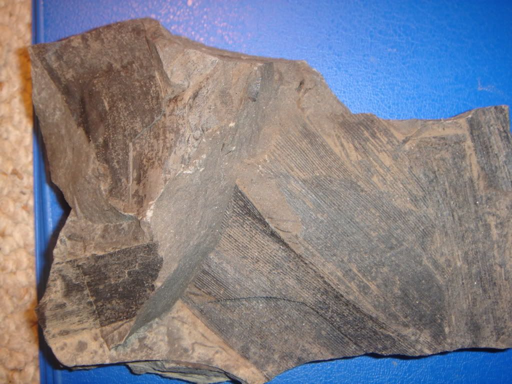 Fossilcollection010.jpg