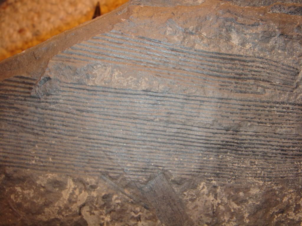 Fossilcollection015.jpg