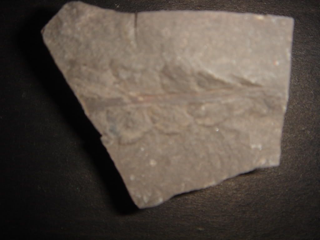 fossils2010.jpg