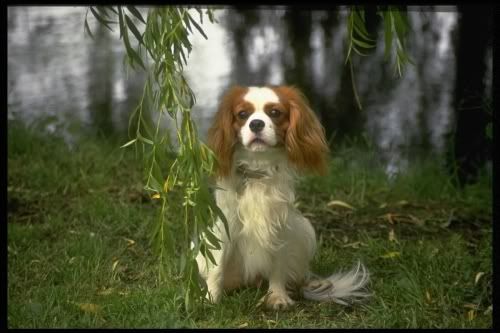 Cavalier King Charles Spaniel Pictures, Images and Photos