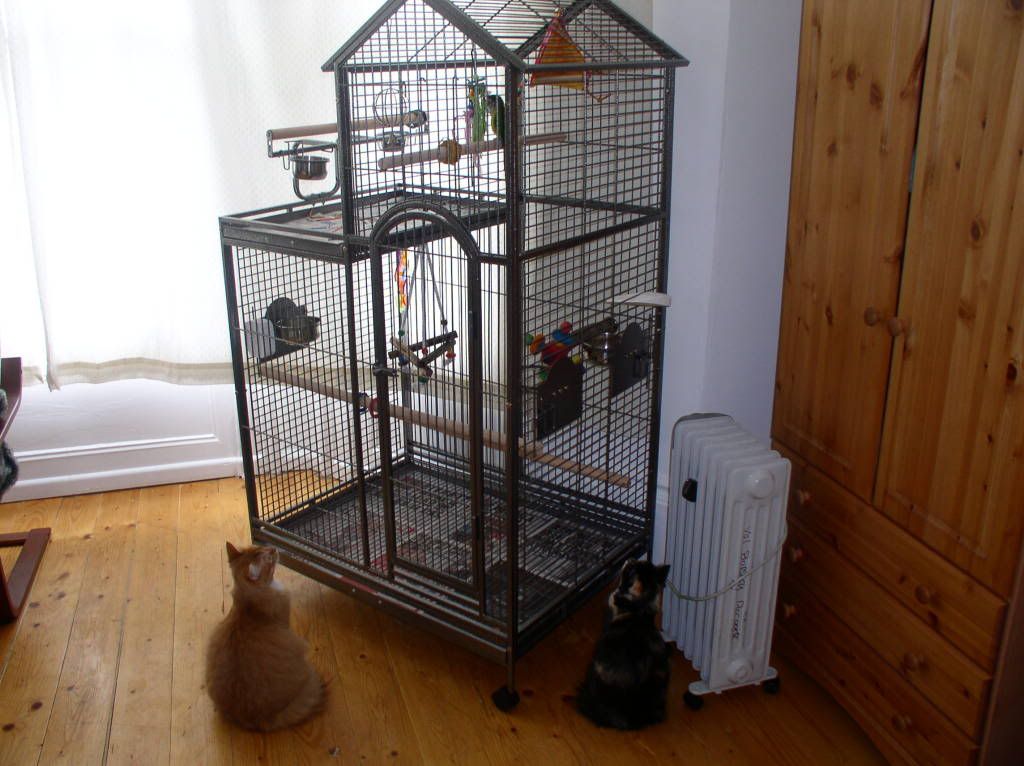 perfect cage size for.. conure and cockatiel Reptile Forums