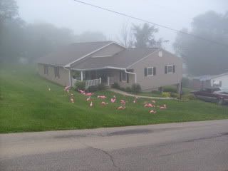 Ohio flamingos