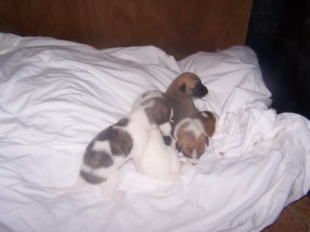 ABBEYPUPS2WEEKS003.jpg