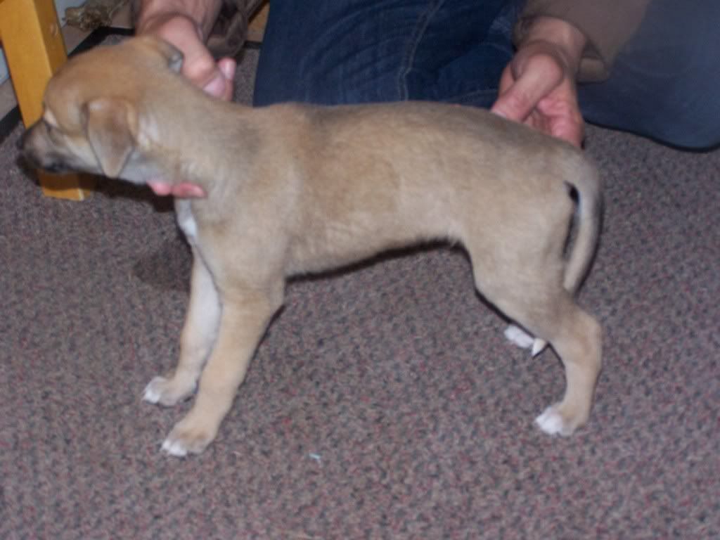 SPICEPUPS6WEEKS035.jpg