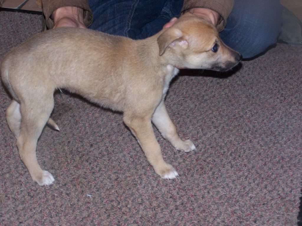 SPICEPUPS6WEEKS036.jpg