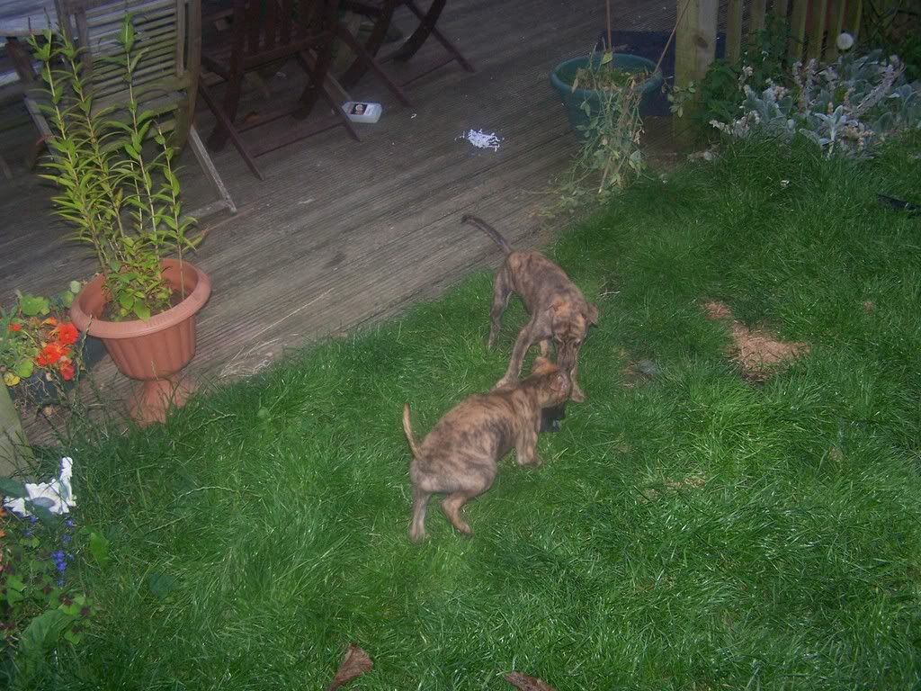 bonniespups2003.jpg