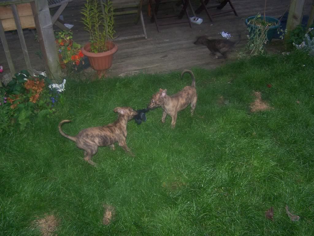 bonniespups2004.jpg