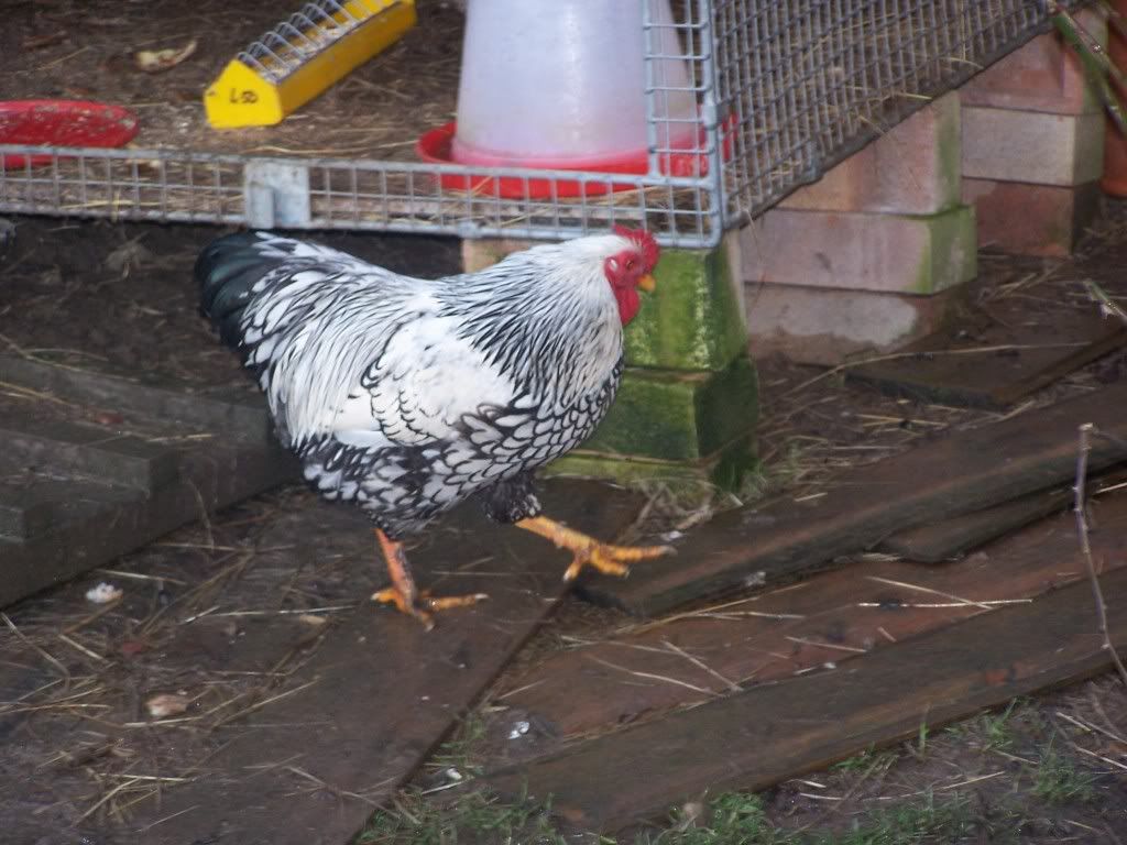 chickens005.jpg