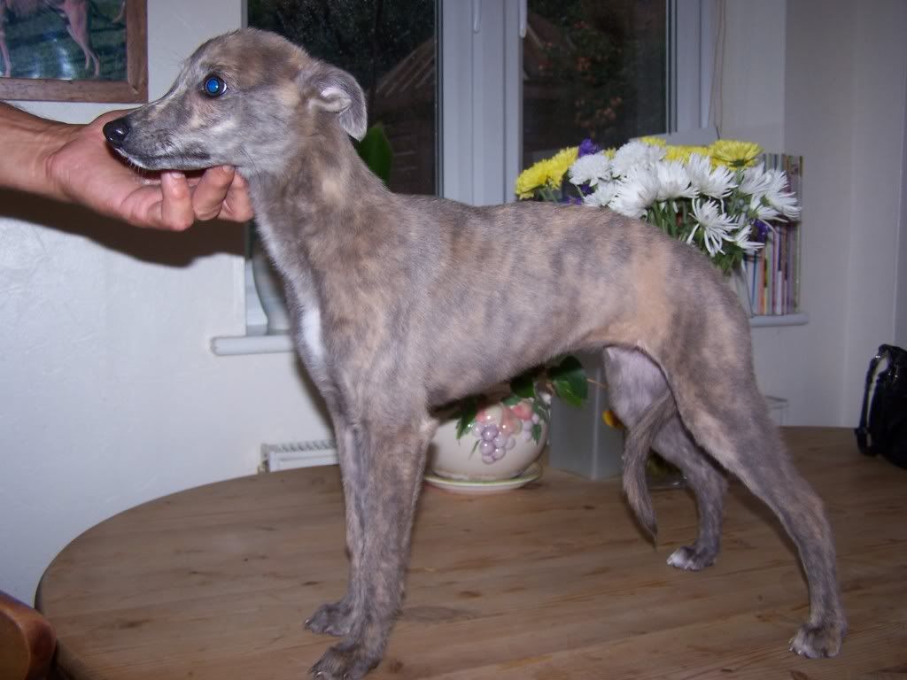 fewpicsofpups003.jpg
