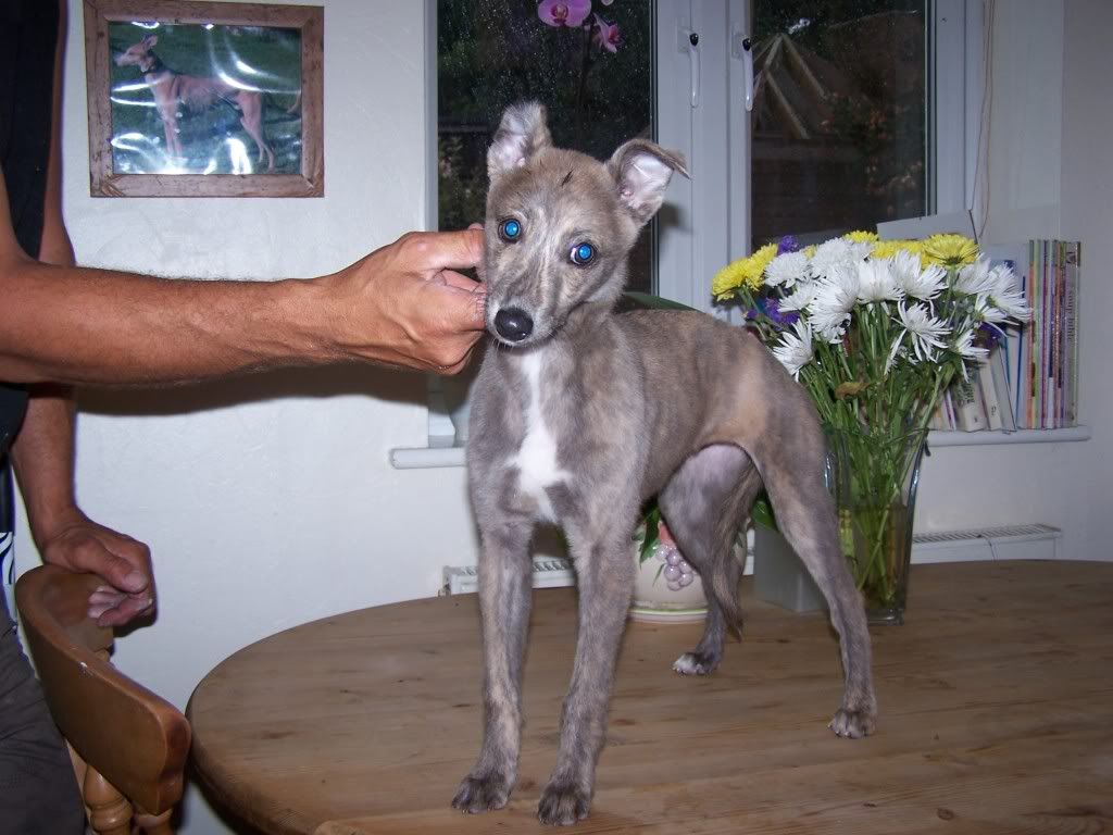 fewpicsofpups005.jpg