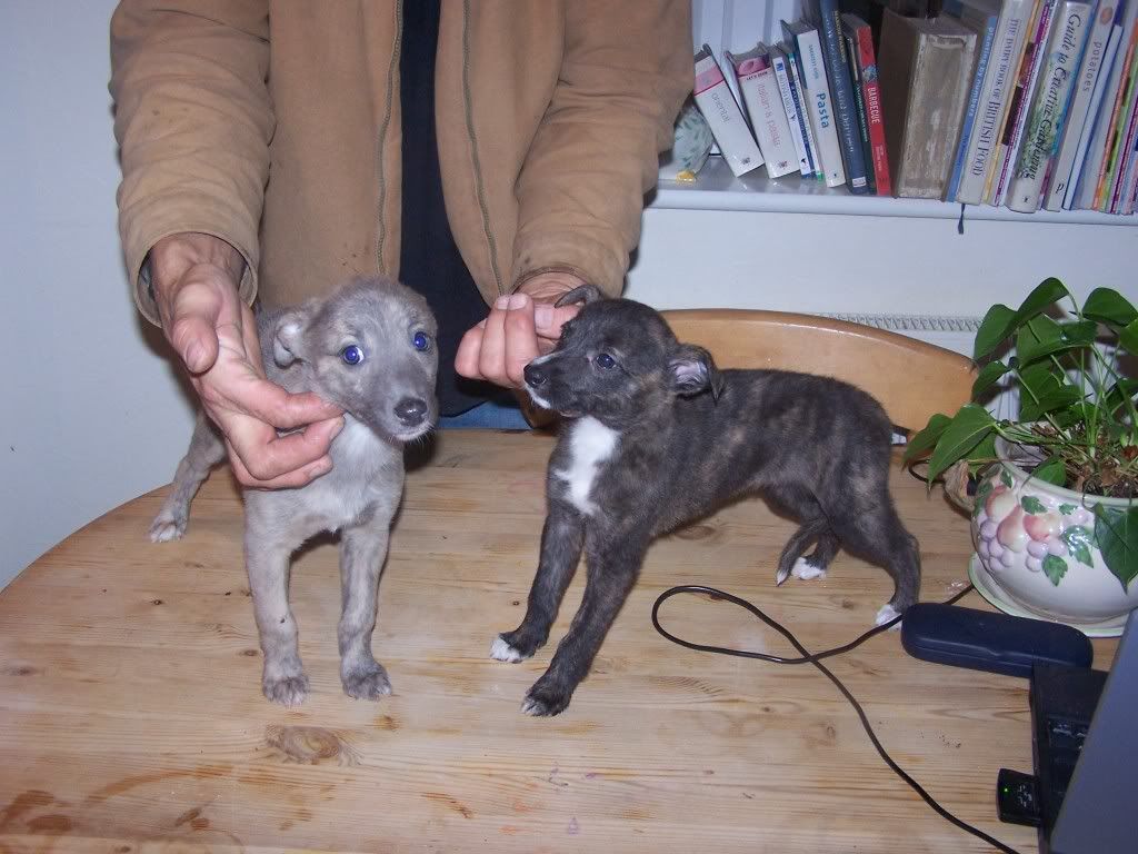 newpups017.jpg