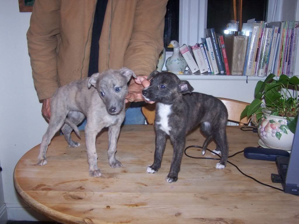 newpups019.jpg