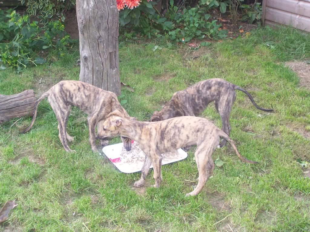 pups001-1.jpg