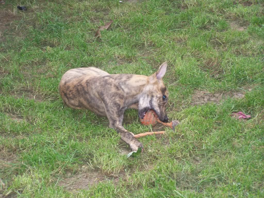pups003-1.jpg