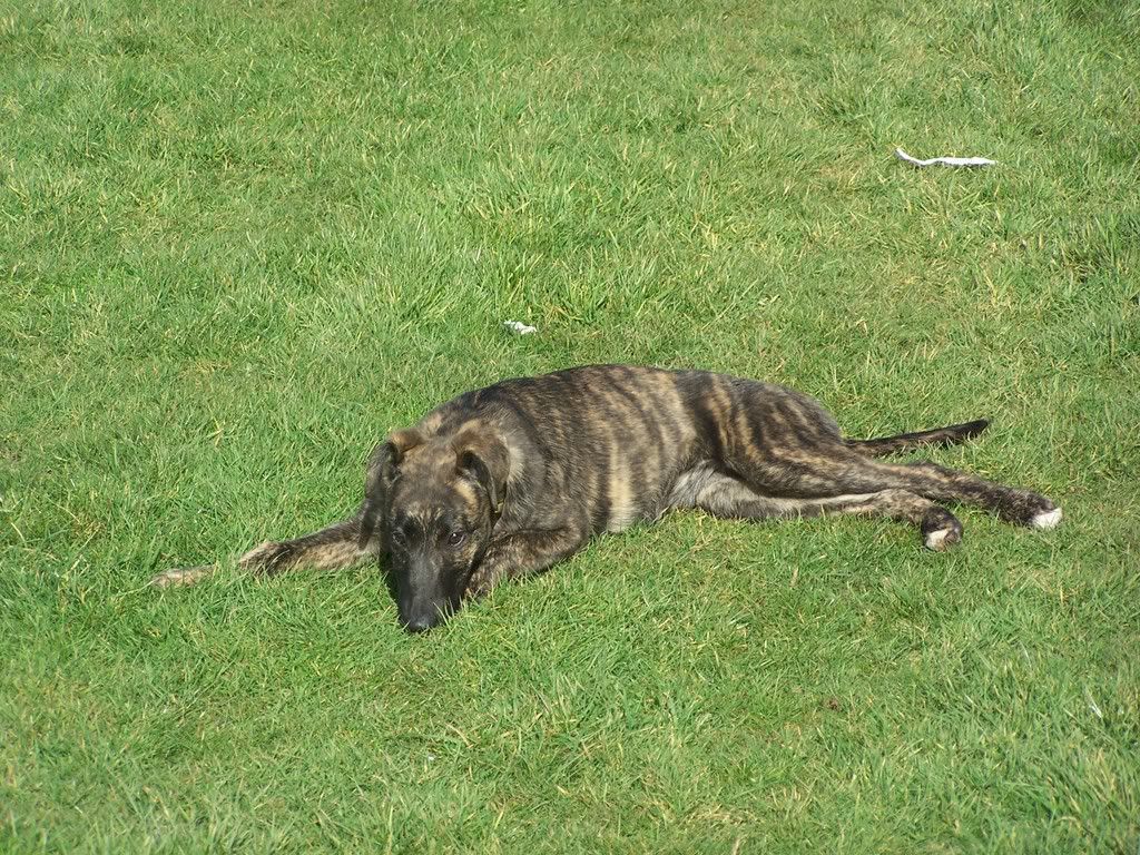 pups003.jpg