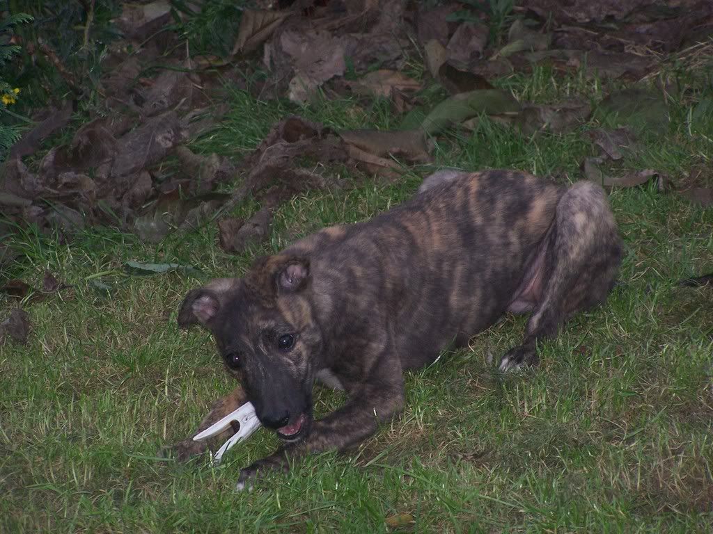 pups004-1.jpg