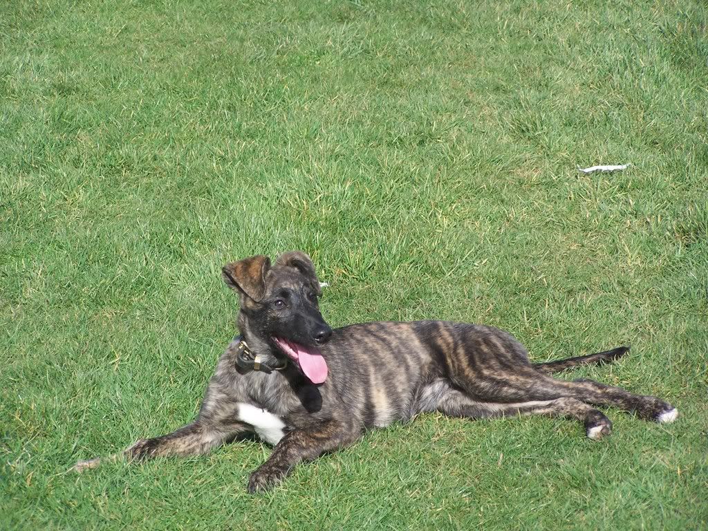 pups004.jpg