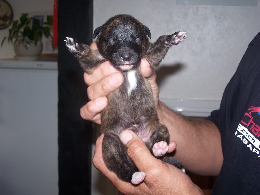 pups005-1.jpg