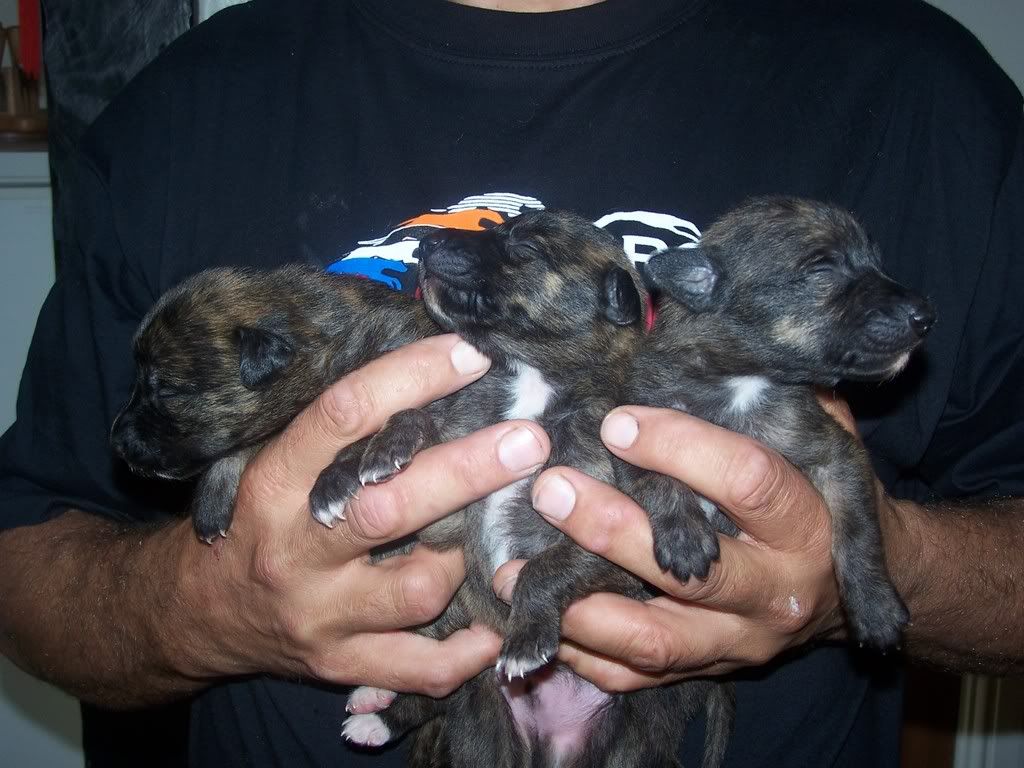 pups008-1.jpg