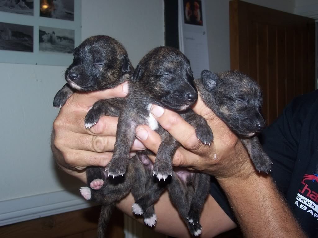 pups009-1.jpg