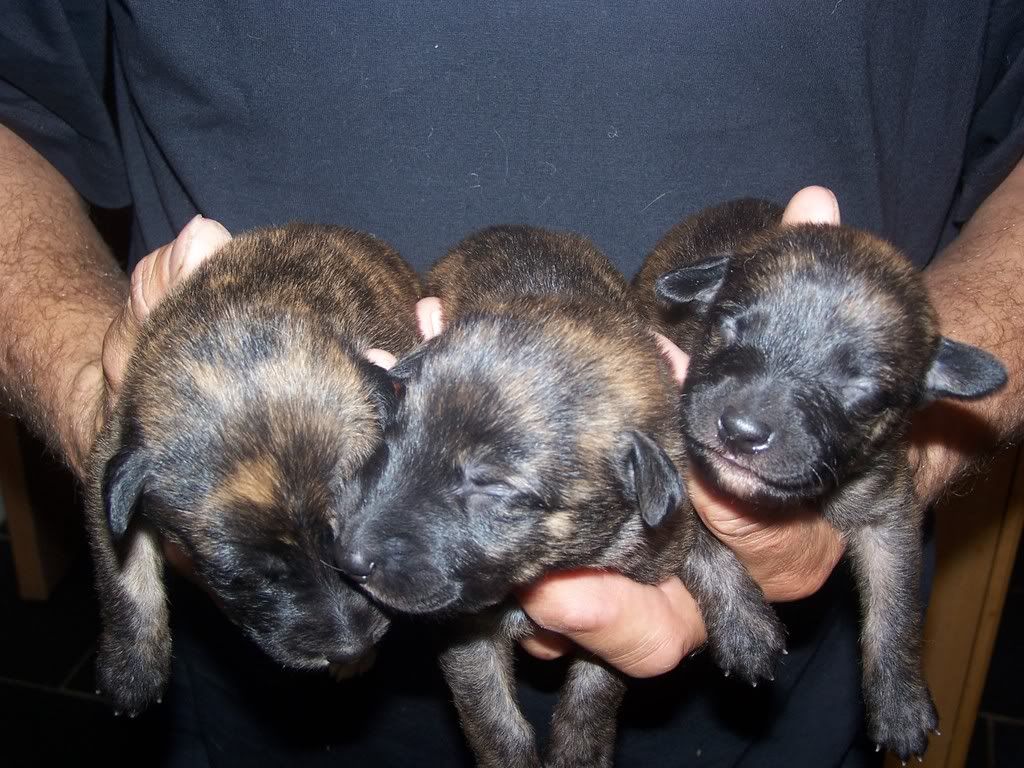 pups010-1.jpg