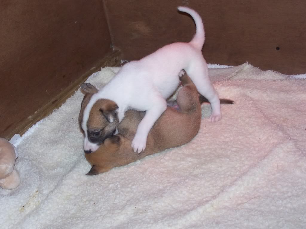 spicepups4weeksold001.jpg