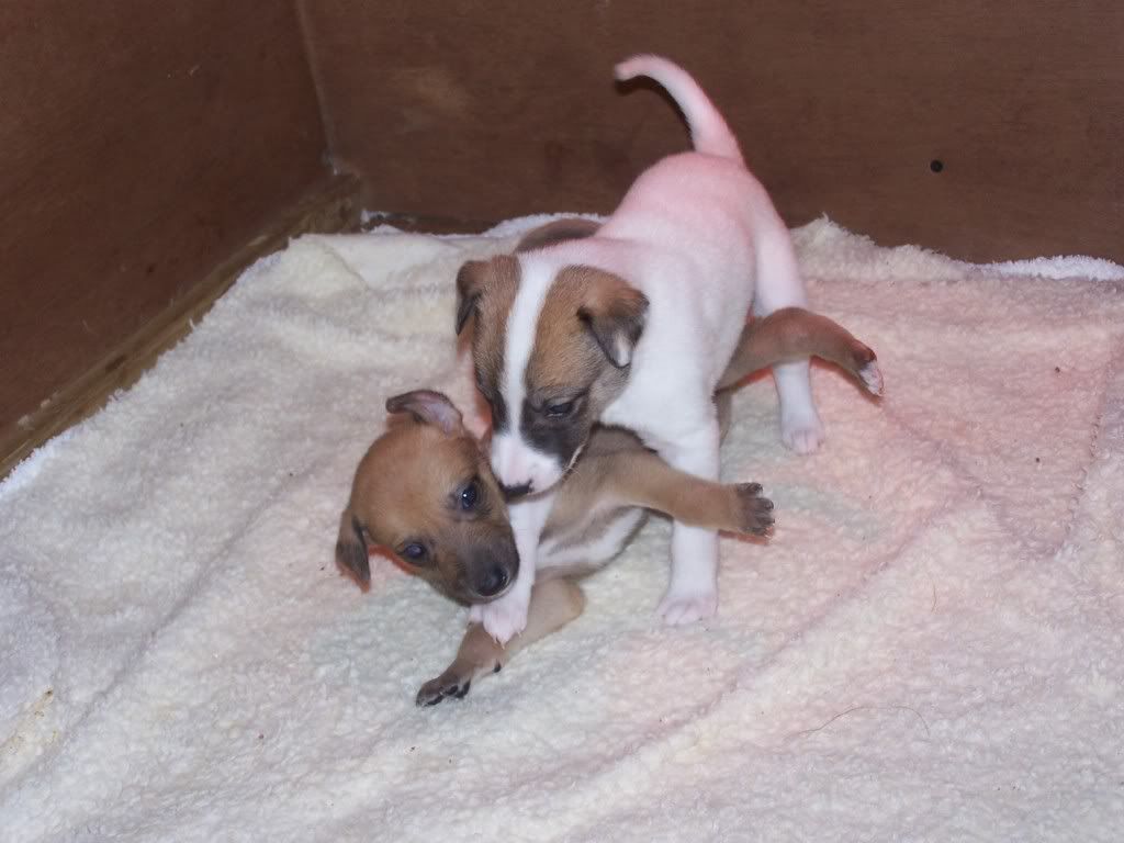 spicepups4weeksold003.jpg