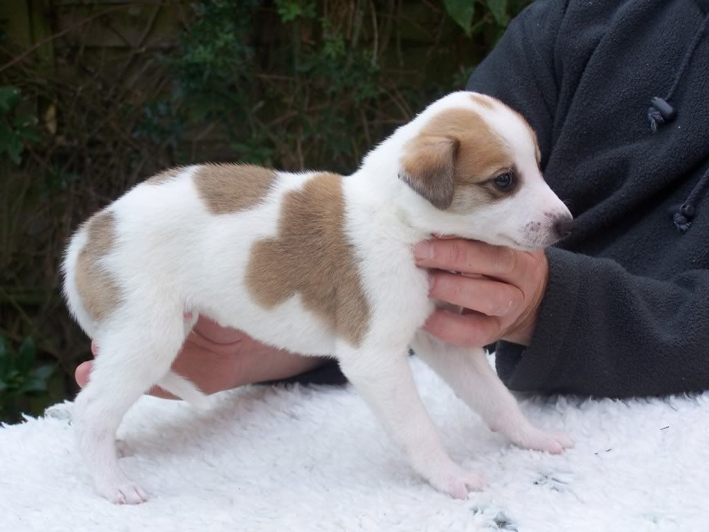 spicepups4weeksold005.jpg