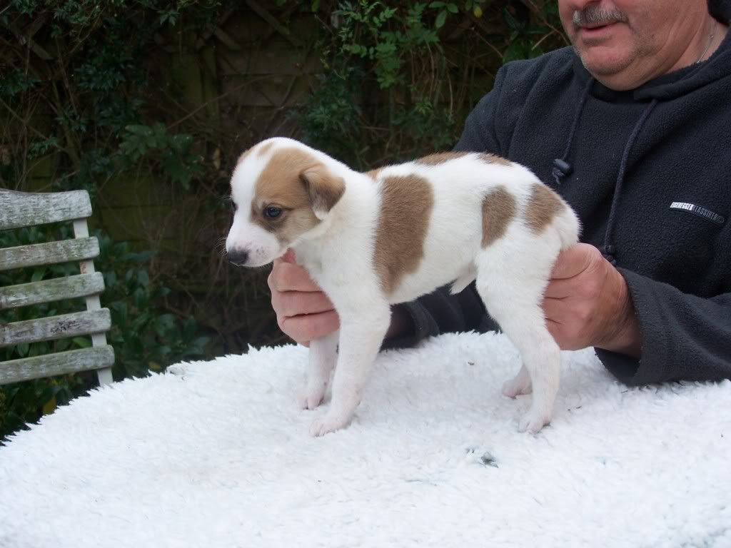 spicepups4weeksold006.jpg