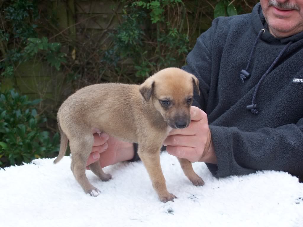 spicepups4weeksold007.jpg