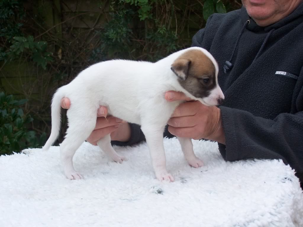 spicepups4weeksold010.jpg