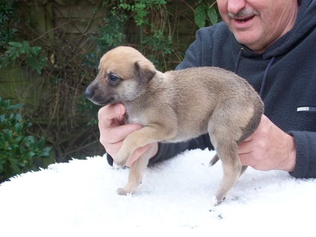 spicepups4weeksold014.jpg