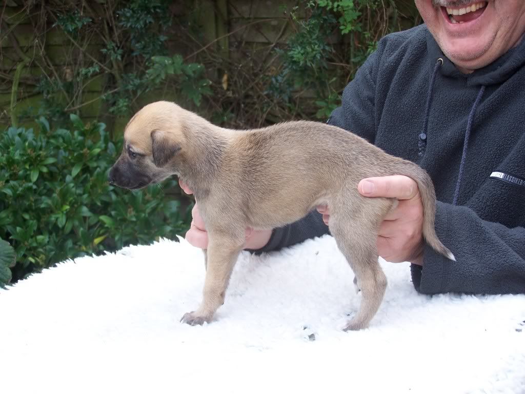 spicepups4weeksold025.jpg