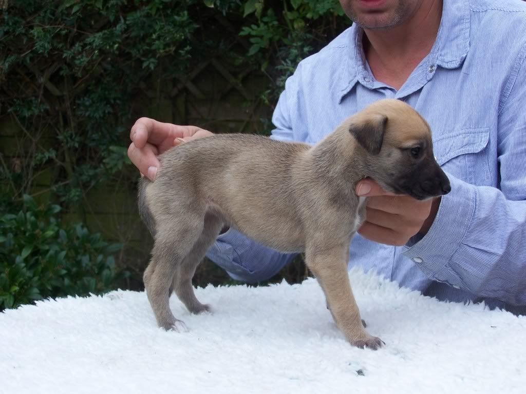 spicepups4weeksold027.jpg