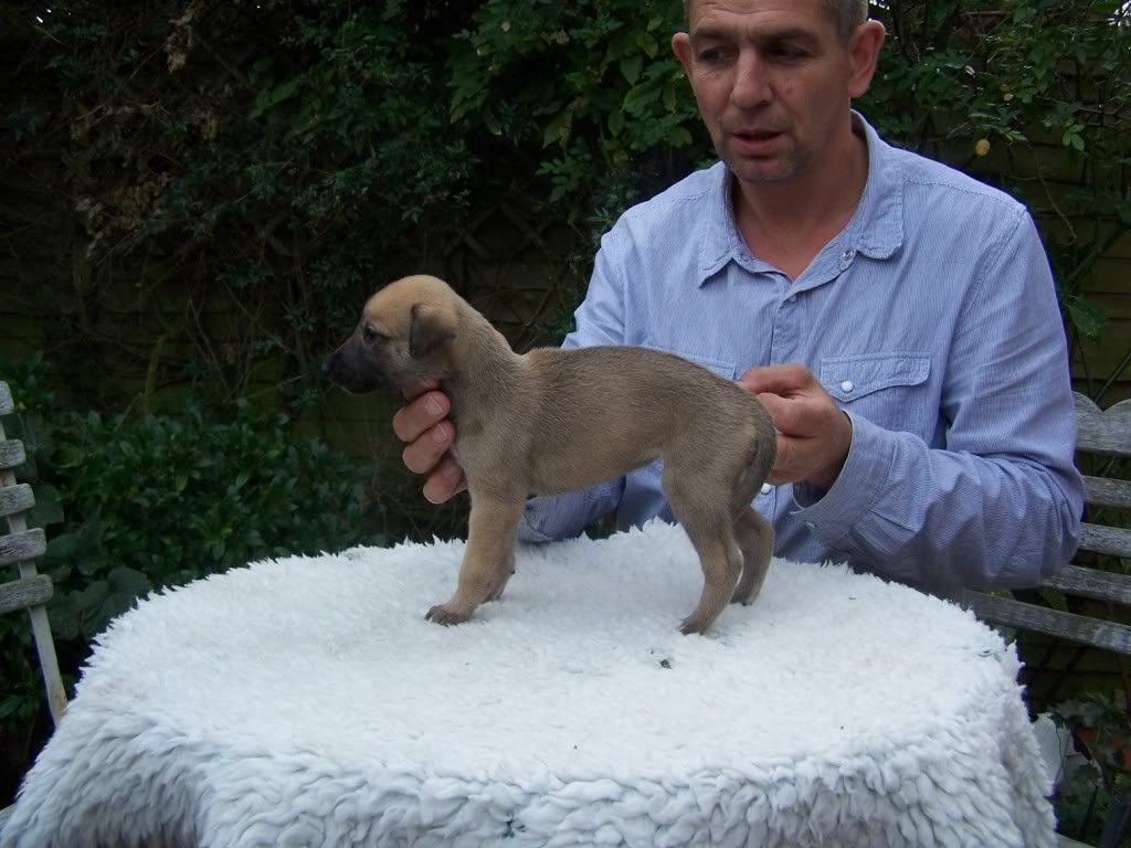 spicepups4weeksold028.jpg