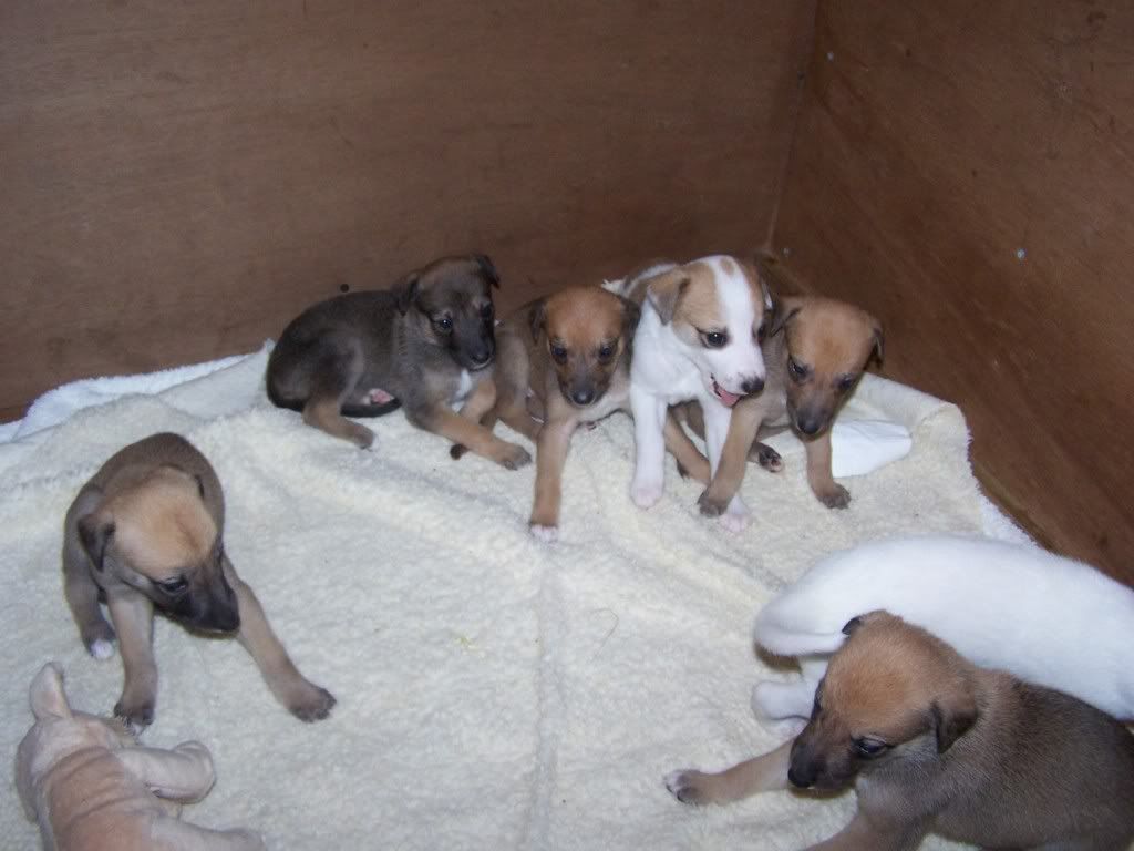 spicepups4weeksold032.jpg