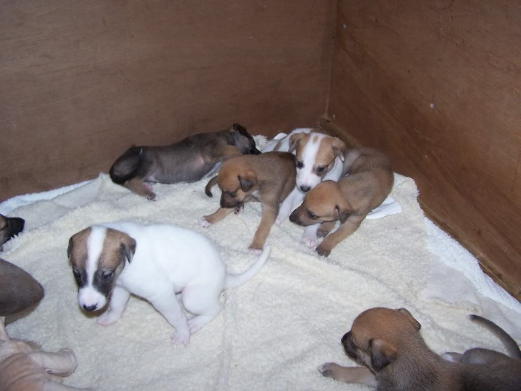 spicepups4weeksold035.jpg