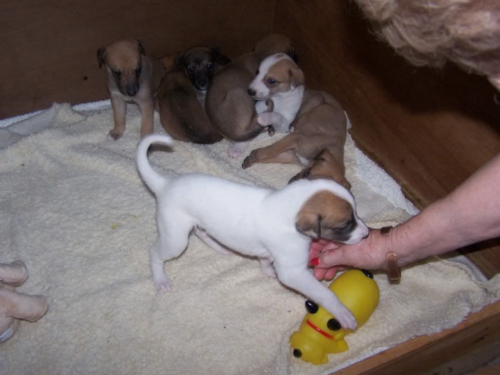 spicepups4weeksold036.jpg