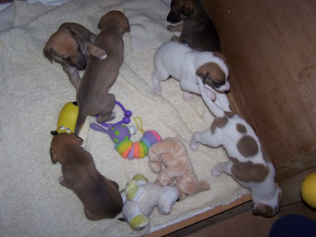 spicepups4weeksold041.jpg