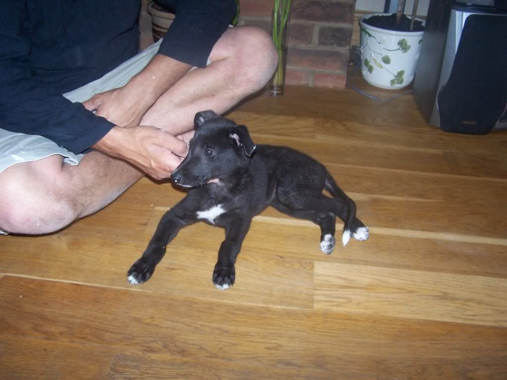 waddleoffpups4weeks025.jpg