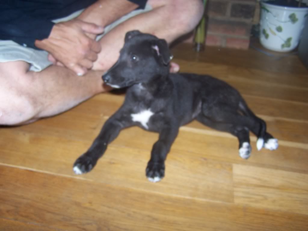 waddleoffpups4weeks026.jpg