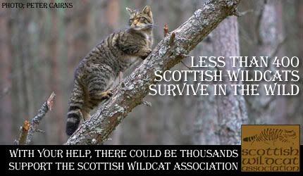 Click here to visit the Scottish Wildcat Association