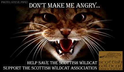 Click here to visit the Scottish Wildcat Association